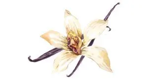 Pillars packaging illustration of vanilla