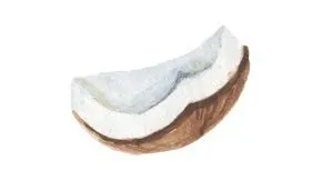 Pillars packaging illustration of coconut
