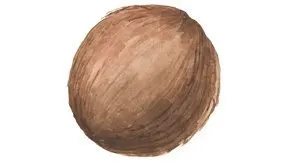 Pillars packaging illustration of coconut shell